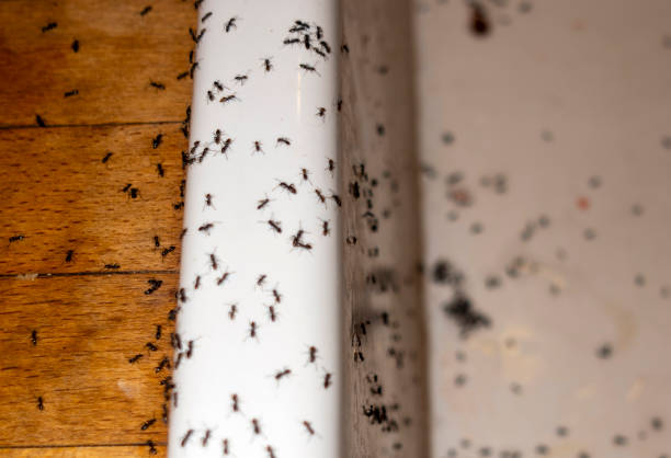 Best Pest Removal Services  in Pikeville, TN